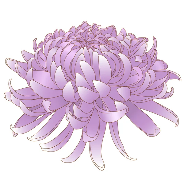 Chrysant roze — Stockvector