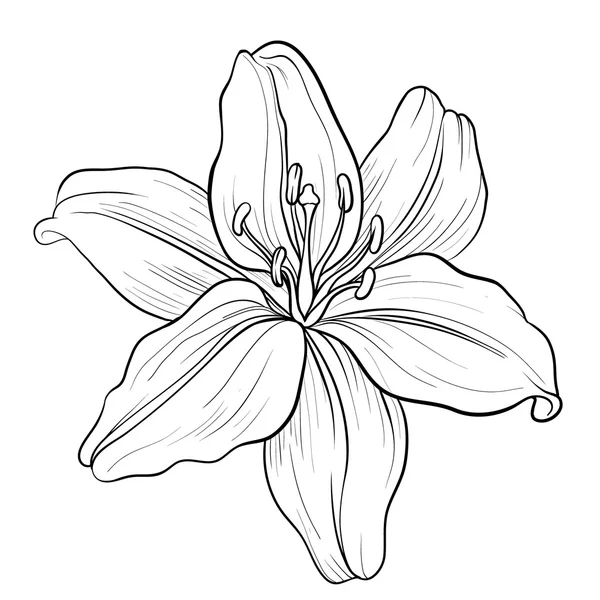 Lily02 — Image vectorielle