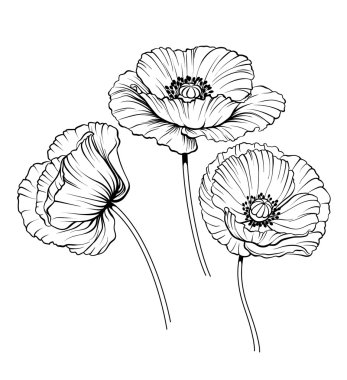 line poppies vector set clipart