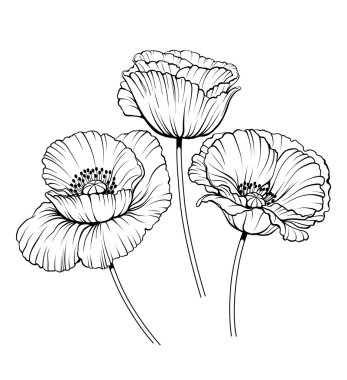 line poppies vector set 01