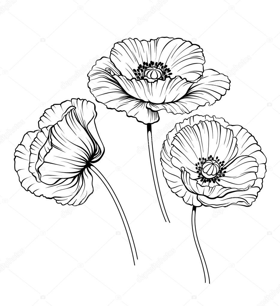 line poppies vector set