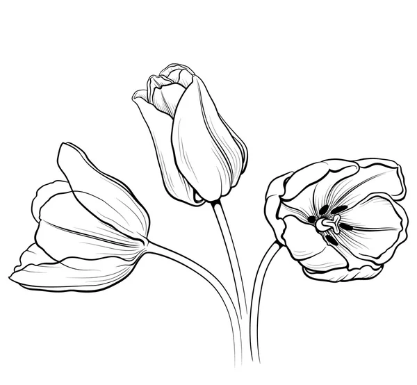 Tulpen 01 — Stockvector