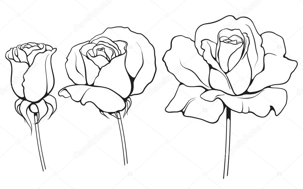 graphic roses set 02