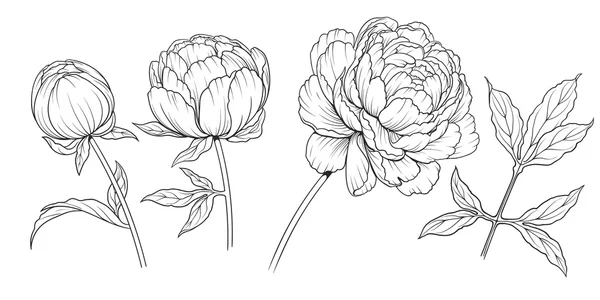 Peony gr — Stockvector