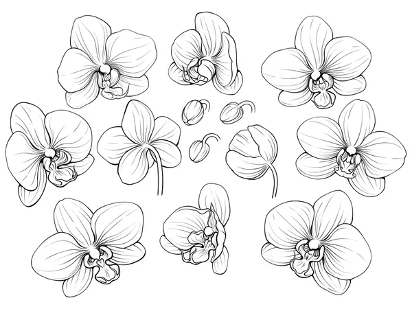 Graphic orchid — Stock Vector