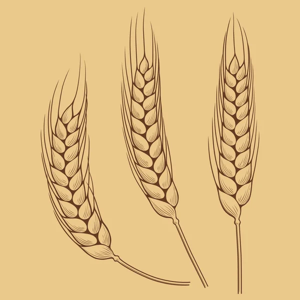 Пшеничные уши — стоковый вектор