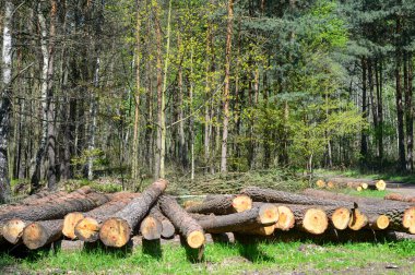 Ağaç gövdeleri kesilmiş ve ormanda yığılmış.