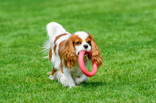 Cavalier Raja Charles spaniel berdiri di lapangan hijau . — Stok Foto