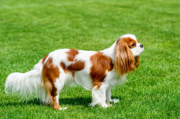 Cavalier King Charles spaniel stojący na zielonej łące. — Zdjęcie stockowe