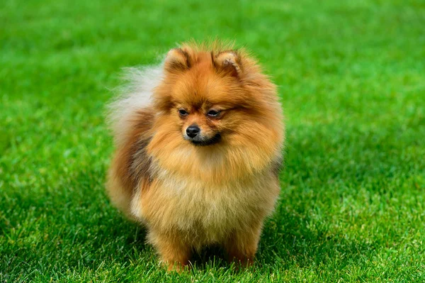 Yeşil alan üzerinde minyatür pomeranian spitz duran.