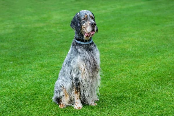 Engelse setter zittend op groene veld. — Stockfoto