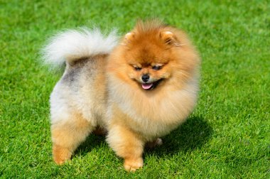 Yeşil alan üzerinde minyatür pomeranian spitz duran.