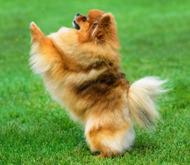 Minyatür pomeranian spitz yeşil sahada oynayan.