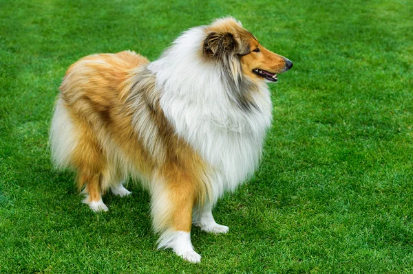 Long haired rough collie standing on green field. — Stock Photo, Image