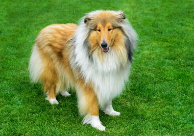 Yeşil alan üzerinde uzun saçlı rough collie duran.