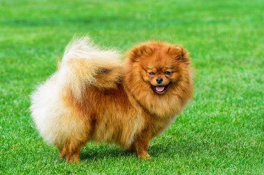 Yeşil alan üzerinde minyatür pomeranian spitz duran.