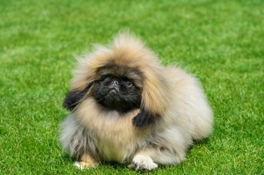 Fino köpeği ayakta yeşil sahada.