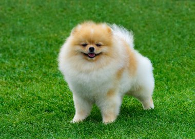 Yeşil alan üzerinde minyatür pomeranian spitz duran.