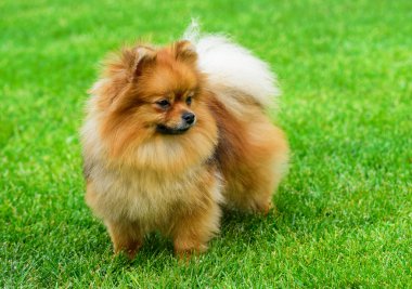 Yeşil alan üzerinde minyatür pomeranian spitz duran.