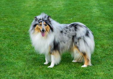 Yeşil alan üzerinde siyah beyaz kömür ocağı duran.