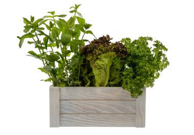 Taze saksı marul, nane ve maydanoz ahşap kutusunda izole.