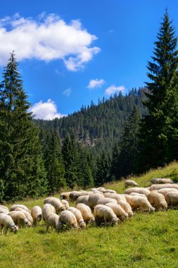 Chocholowska Vadisi, Polonya Tatra Dağları'nda koyun sürüsü.