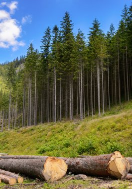 Ağaç gövdeleri kesilmiş ve dağ vadisinde yığılmış.