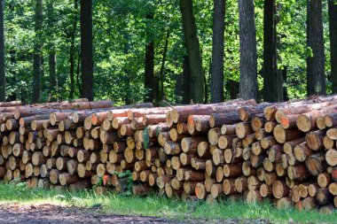 Ağaç gövdeleri kesilmiş ve ormanda yığılmış .