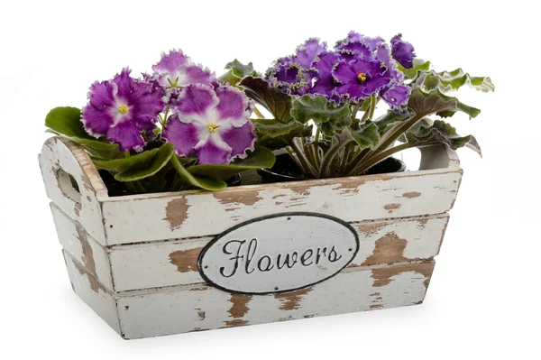 Violetas africanas (saintpolia) en caja de madera decorativa aislada . —  Fotos de Stock