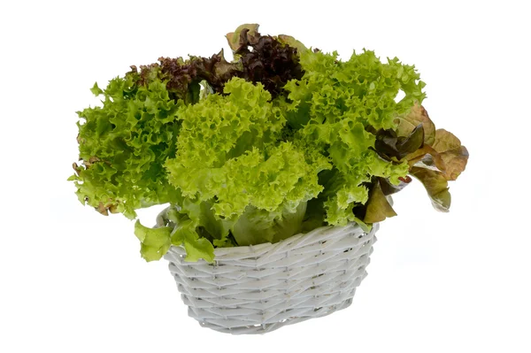 Verse sla salade geïsoleerd op witte achtergrond. — Stockfoto