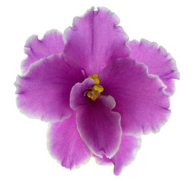 Menekşe çiçeği-african violet beyaz izole.
