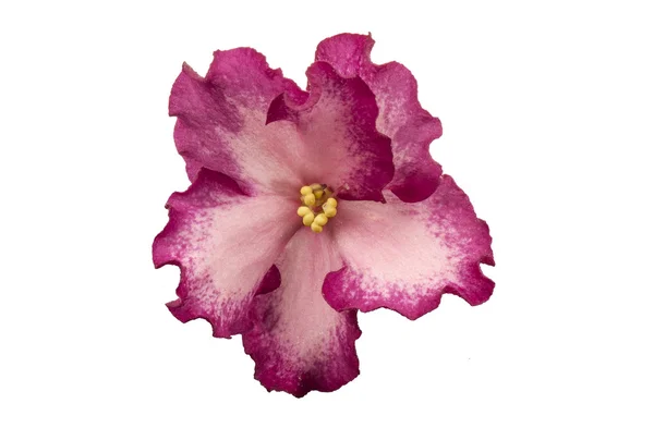 Flor violeta isolada. — Fotografia de Stock