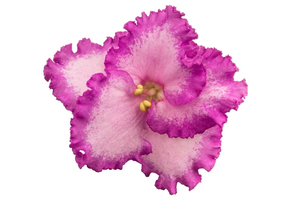 Fleur violette isolée. — Photo