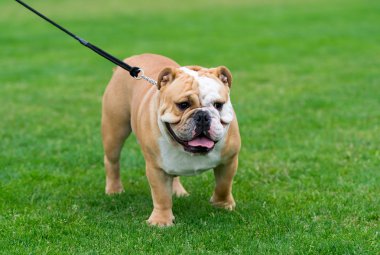 İngilizce bulldog çimenlerin üzerinde.