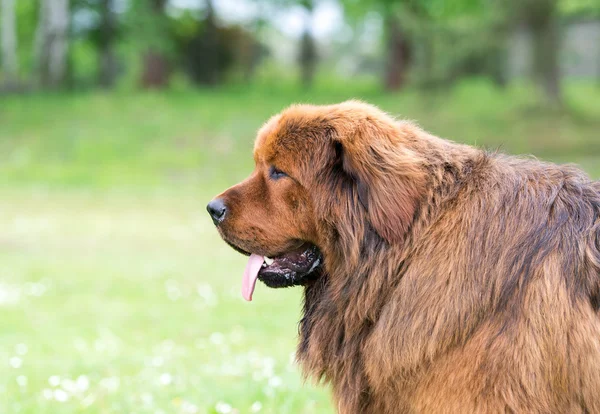 Brown newfoundland dog.