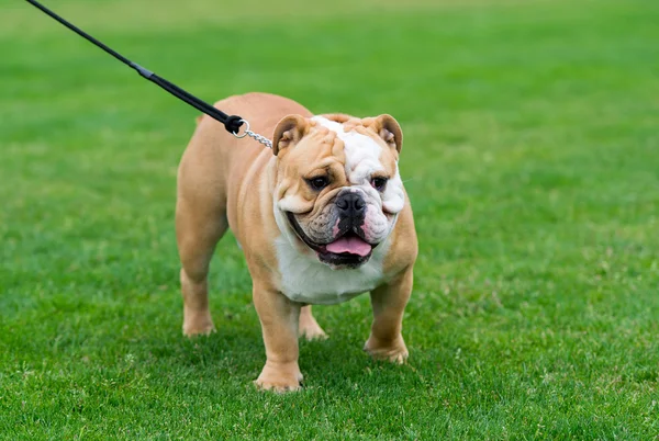 Bulldog Inggris di rumput . — Stok Foto
