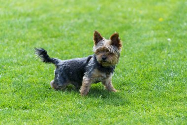 Yorkshire Teriyeri çimlerin üzerinde.