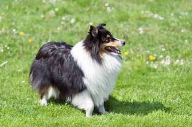 Sığınak yeşil sahada.