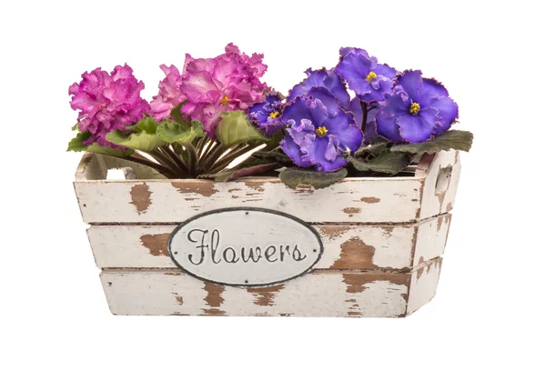 Flores violetas en la caja decorativa de madera aislada . —  Fotos de Stock