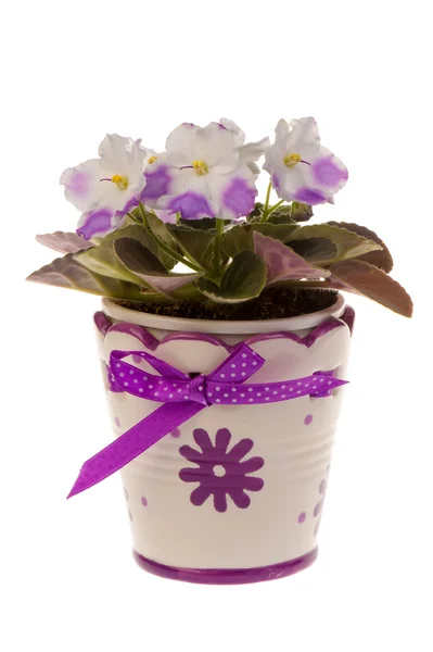 Violet flower in the pot isolated. — Stock Photo, Image
