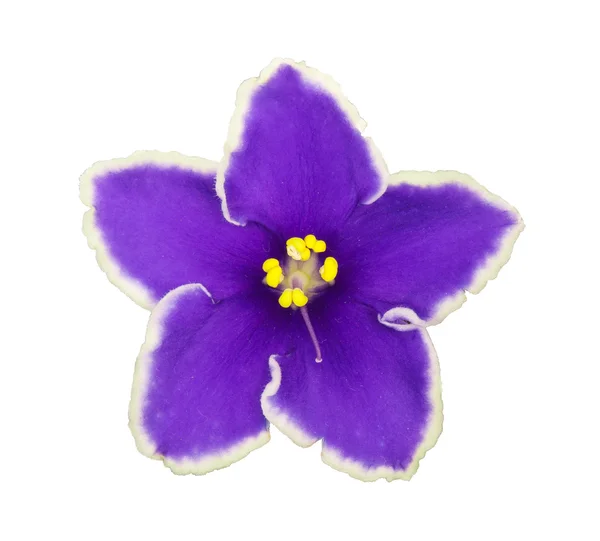 Saintpolia (violeta) flor isolada . — Fotografia de Stock