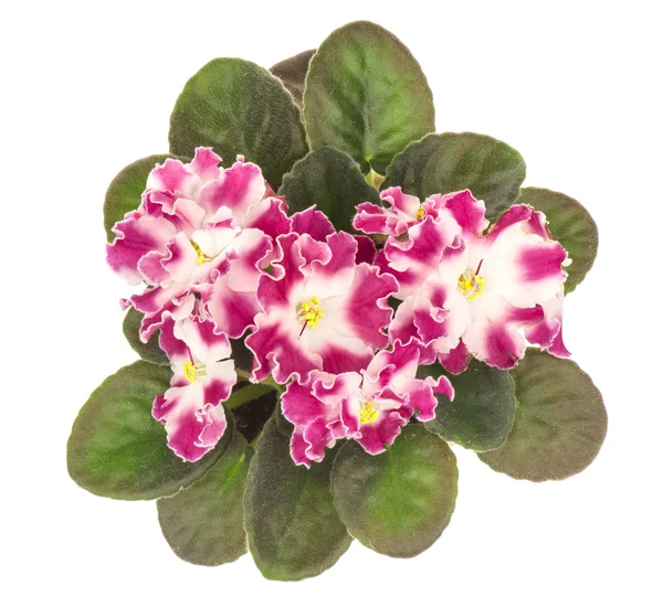 Saintpolia (african violet) flower  isolated. — Stock Photo, Image