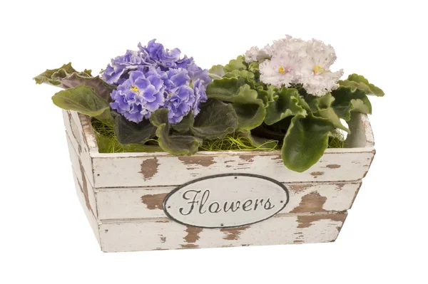 Flores violetas (saintpolia) en la caja de madera decorativa . —  Fotos de Stock