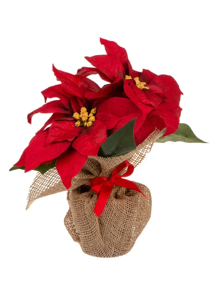 Künstliche rote Poincettia Blume im Topf in Sacktuch gewickelt isoliert. — Stockfoto