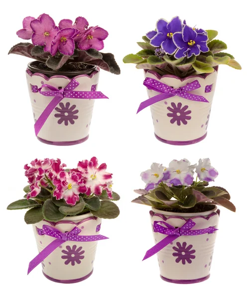 African violets  in pots isolated. — Stock Photo, Image