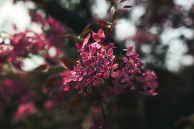 Ağaç dallarında pembe çiçekler