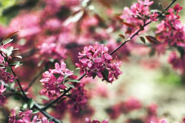 Ağaç dallarında pembe çiçekler