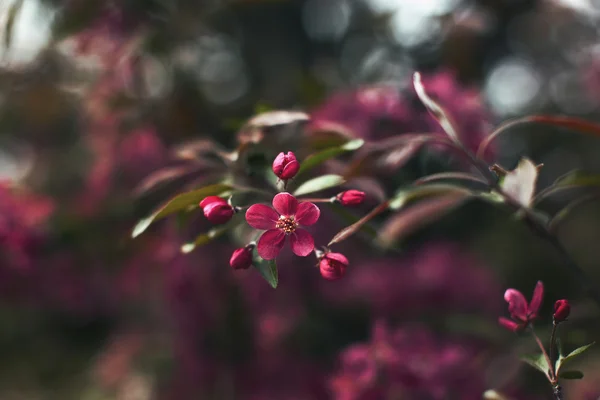 Růžové květy na větvích stromů — Stock fotografie