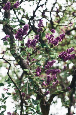 ağaç üzerinde Eflatun çiçekler