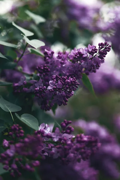 Flores lilás no parque — Fotografia de Stock